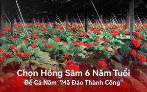 Chọn hồng sâm 6 năm tuổi để cả năm 