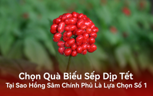 Chọn Quà Biếu Sếp Dịp Tết: Tại Sao Hồng Sâm Chính Phủ Là Lựa Chọn Số 1?